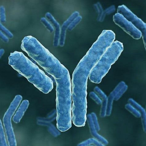 Egg yolk immunoglobulin